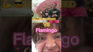 #flamingo VS #ISHOWSPEED (comparing edit)
