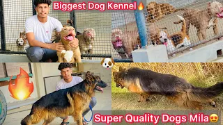 Biggest Dog Kennel In Up🔥Top Quality Dogs🐶|| Highway Par Kise N Apna Dog Chhod Diya😡Rescue Dog