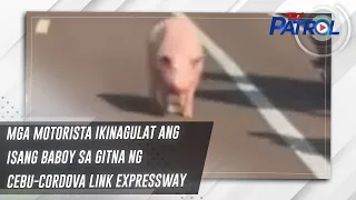 Mga motorista ikinagulat ang isang baboy sa gitna ng Cebu-Cordova Link Expressway | TV Patrol