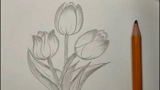How to draw tulips with pencil|Draw So Happy