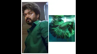 Thalapathy vijay vs Betta Fish