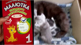 #70 Котятам 2 недели Котята дерутся Смотреть до конца Больной котенок отстает в развитии