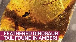 Feathered dinosaur tail found preserved in amber