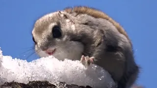 クリスマスに煙突からエゾモモンガ