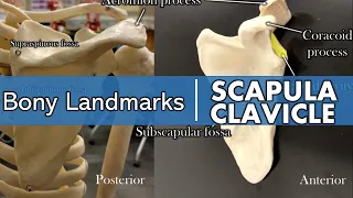 Bony landmarks of the scapula and clavicle
