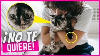 9 Señales Reveladoras De Que Tu Gato No Te Quiere 😥