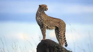 CHEETAH- an encounter - with WILD LIFE