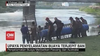 Ahli Buaya Australia Bantu Penyelamatan Buaya Terjepit Ban