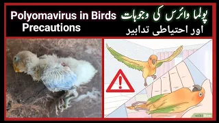 Polyoma Virus Precautions | Diseases & Treatments | Polyoma Virus in Lovebird Chick's
