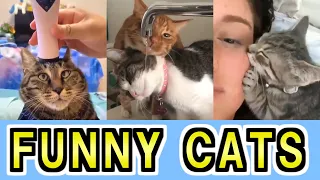 かわいい猫おもしろい猫【海外猫動画集】 Cute and Funny Cat MEMES - Don't try to stop laughing【No.20】