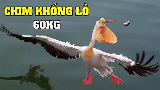 Những Loài Chim Khổng Lồ | Khám Phá Thế Giới Động Vật