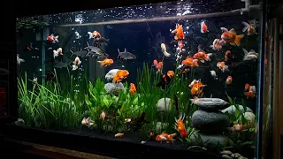 SEASCAPES 'GOLD FISH' AQUARIUM | goldfish set up