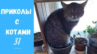 Смешные КОТЫ КОТИКИ КОТЯТА Приколы с животными #31