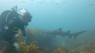 Scuba Diving at Blue Fish Point