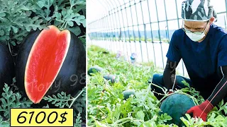 Japan Agriculture Technology - World's Most Expensive Watermelon Cultivation