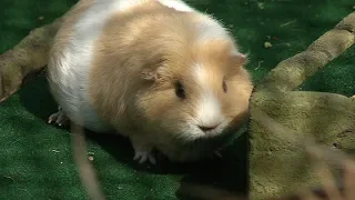 Brooklyn Park Guinea Pigs Featured at Minnesota Zoo