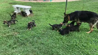 German Shepherd Puppy Outing