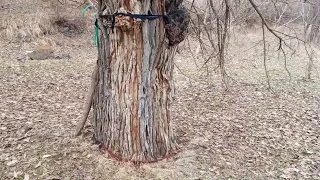 KABA   ağaç  Dut   FİZİK bel ölçüsü Tahminim 2 metre