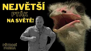 "V souboji dokáže zabít i lva..." | Pštrosí farma Čenkov | Mistr Málek