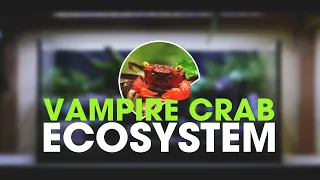 I Made a Paludarium for Vampire Crabs Step by Step guide.