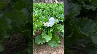 The little rabbit fell asleep while eating vegetables🥬#shorts #funny #viral #comedy #cute #subscribe