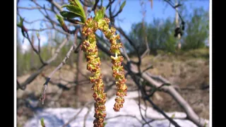 Норильск (Юрий Панюшкин - Расплясалась зима)