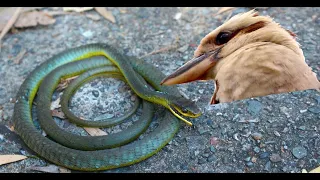 Kookaburra takes on a Green Tree Snake! See who wins this fight!! & Kookaburras eating & laughing :)