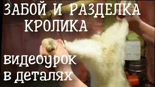 Забой и разделка кролика подробно в деталях. Обучающий видеоурок.🔴18+!