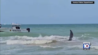 Video shows whale stuck on a sandbar in a Florida beach area