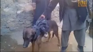 Taliban fighters 'capture' military dog