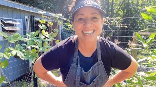Why I Am Sowing Daikon Radishes In My Compacted Clay Soil And Sowing Peas - Garden VLOG