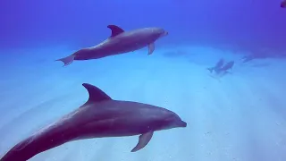 Dolphin Encounter