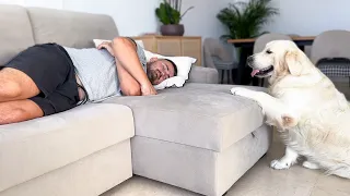 What Does a Golden Retriever do when He Finds His Owner Sleeping [Cutest Dog Reaction]