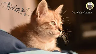 Harp Music & Water Sounds for Cats - Relaxing Music, Sleep Music, Stress Relief