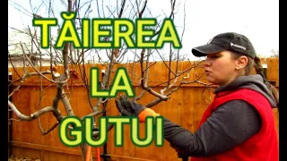 Cum se face tăierea (curățarea) la GUTUI 🌳 How to Prune a Quince Tree