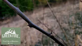 Treating Black Locust Suckers (and How to Prevent Them Altogether!)