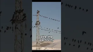 Why Birds Don't Get Electrocuted on Wires