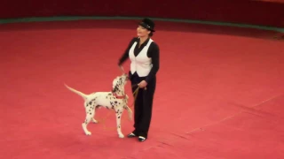 Собаки. Цирк. Собака далматин в цирке не у дел. Dogs. Circus. The dog Dalmatian in circus.