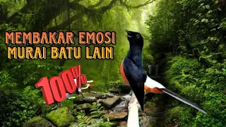 THE VOICE OF THE RUMPED SHAMA BIRDS IS SPECIAL AND EXPENSIVE