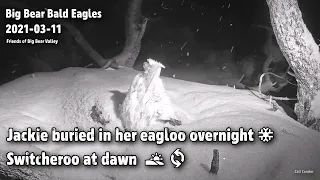 Big Bear Eagles🦅Jackie Buried In Her Eagloo Overnight❄️Switcheroo at Dawn🌄🔄2021-03-11