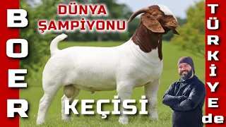 DÜNYANIN EN İYİ ETÇİ KEÇİSİ | BOER KEÇİSİ