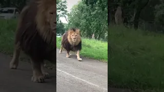 The lion looks like he forgot where he parked his car 😁🤣 #shorts