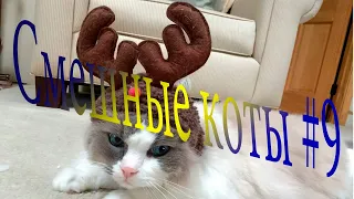 Самые Смешные Коты . Приколы 2020 . Приколы С Котами #9