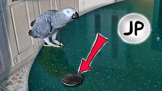 ✅ ПЕТРУНЯ РАЗВЛЕКАЕТ САМА СЕБЯ 🤣   ЖАКО ПЕТРУНЯ 🐦FUNNY PARROT ZHAKO PETRUNYA 🔥 (СУБТИТРЫ)