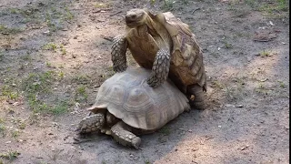 Two Turtles Mating, Humping and Grunting at the Zoo in Wisconsin Dells