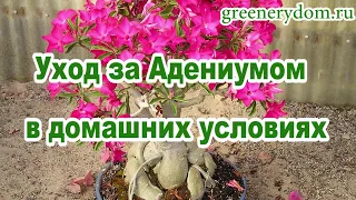 Адениум - роза пустыни: уход в домашних условиях, описание, размножение, полив