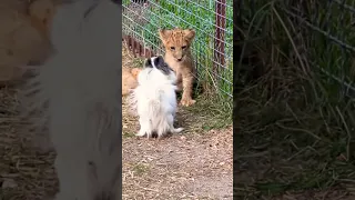 Смелая чихуашка Лиза и львята! Она воспитывает хищников! Тайган