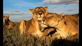 Nat Geo Wild   Crater Lions Of Ngorongoro African   National Geographic Animal