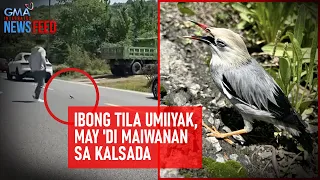 Ibong tila umiiyak, may 'di maiwanan sa kalsada | GMA Integrated Newsfeed