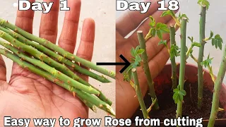 Easy way to grow rose from cutting, How to grow rose plant from cutting with English subtitles